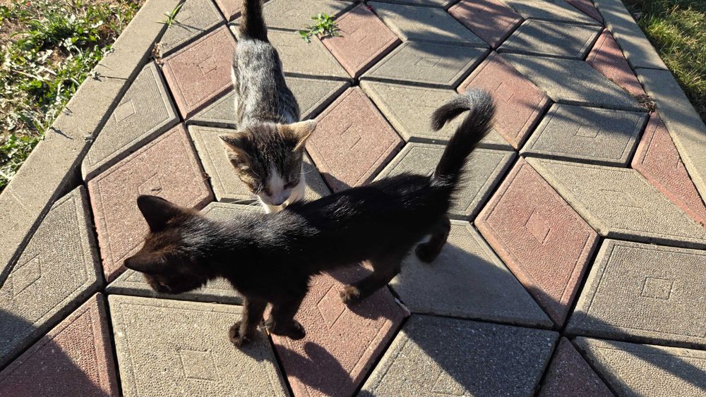 Spre adopție: 2 pui de pisică adorabili (~2 luni)