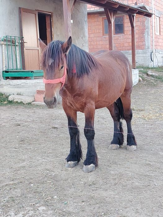 Vând mânz de 1 an și 6 luni din părinți Ardenez