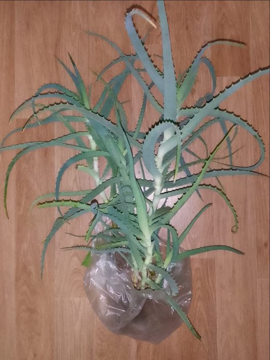 Алоэ  столетник,  лечебный.