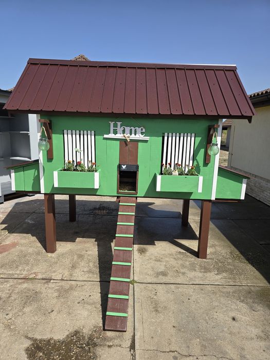 Cotet de găini  de vanzare