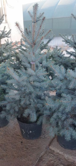 Продается можжевельник