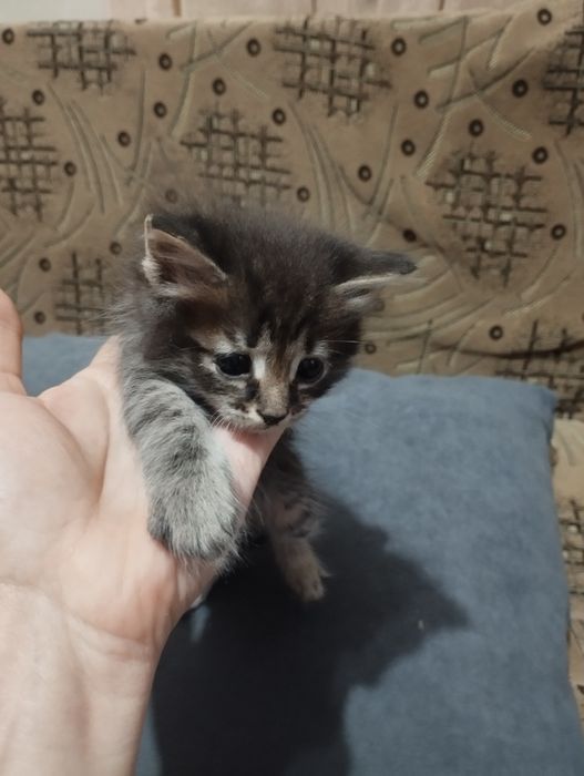 Дарю котят в добрые руки