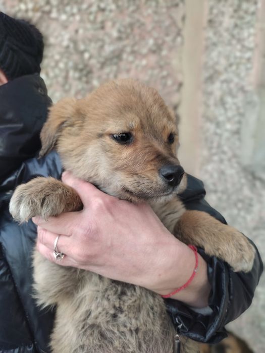 Щенки в добрые руки