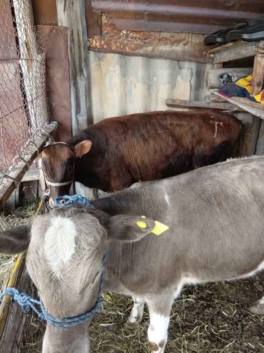 Продам бычков, бұқалар сатылады.