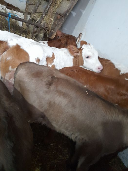 Taurasi intre 3 și 5 săptămâni