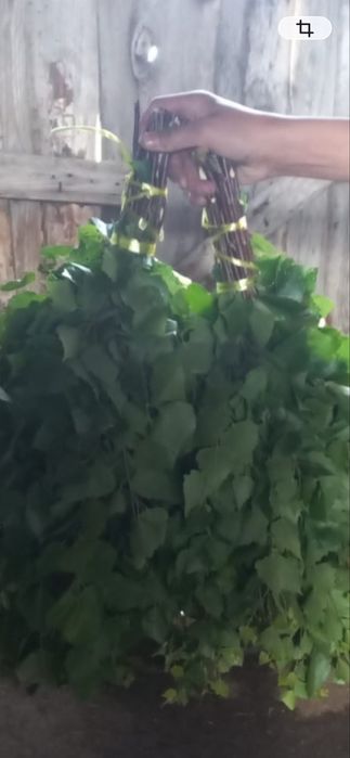 Продам веники для бани