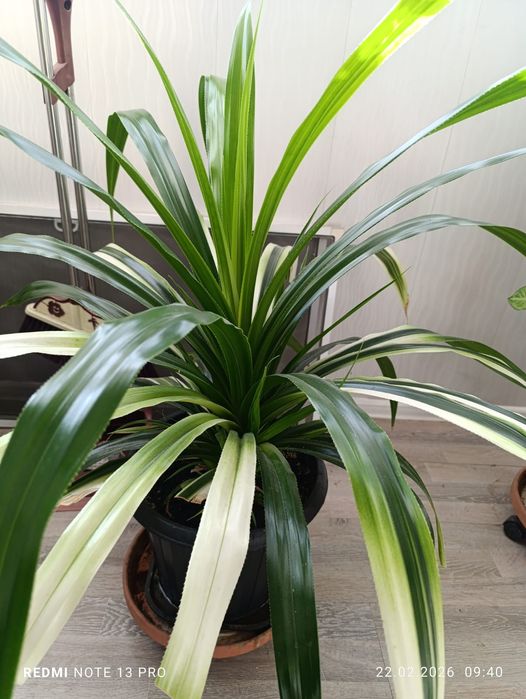 Комнатные  цветы