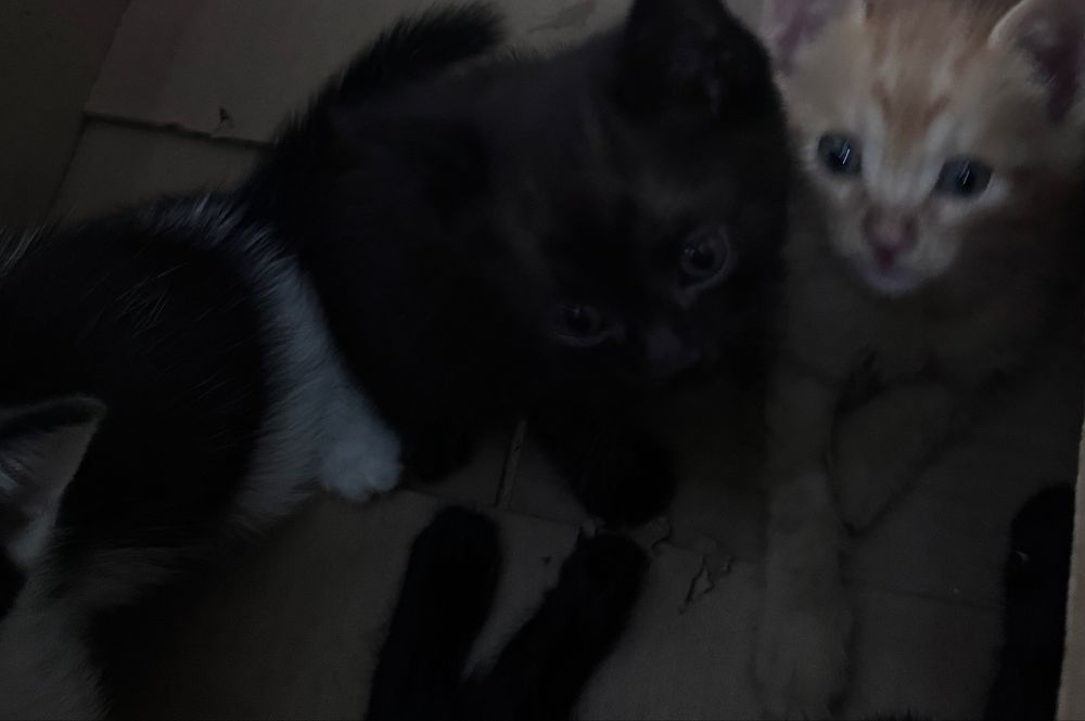 Котята в хорошие руки
