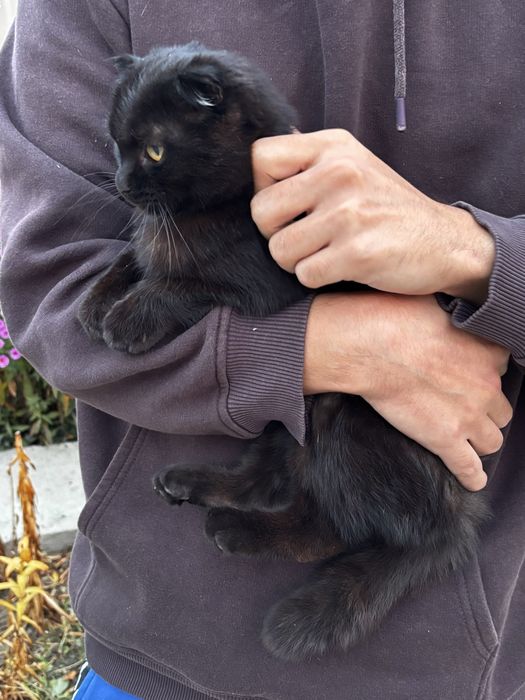 Кошка в добрые руки!