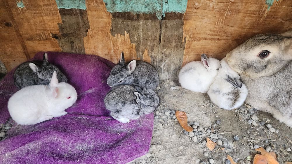 Куёнчалар сотувда