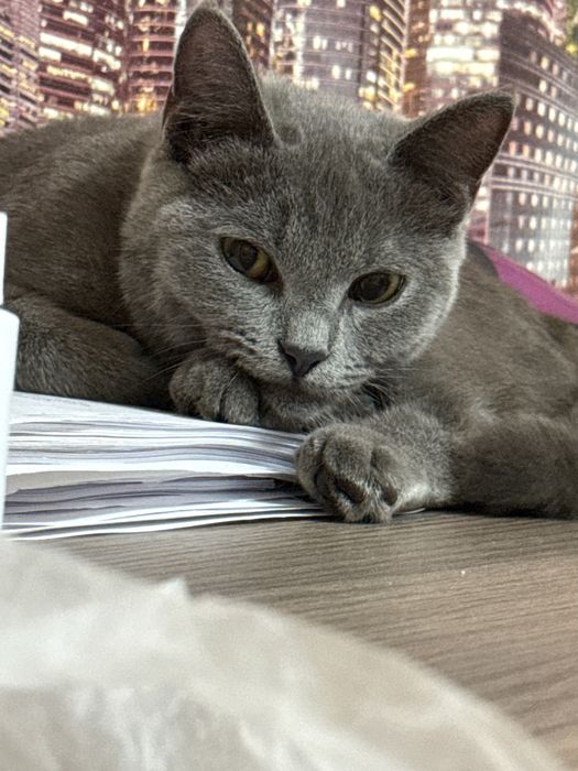 Британская Кошка