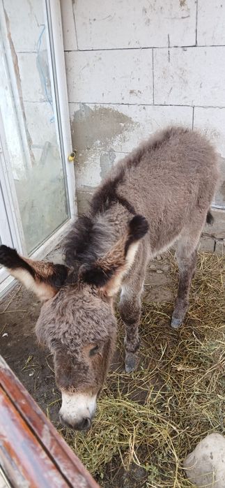 Lapte de măgăriță