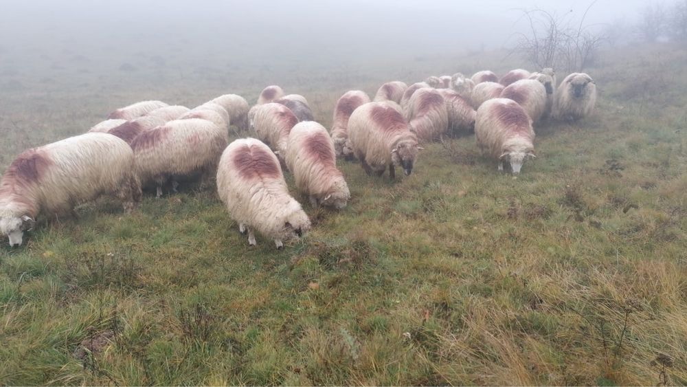 Oi 24 buc huedin cluj