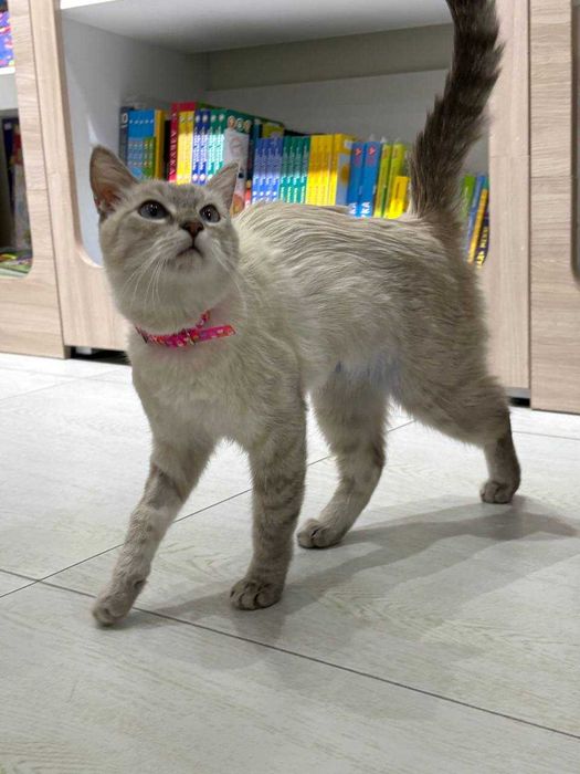 Кошка Ласточка ищет семью!