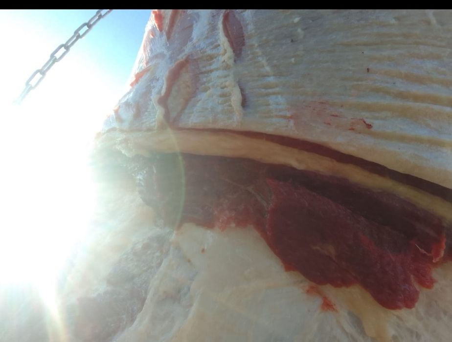 Соғымға байталдар бар