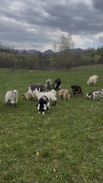 Vand 3 iedute la alegere