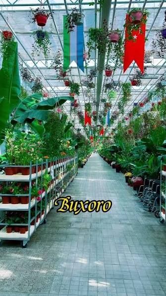 Buxoro boʻylab sayohat va ziyorat