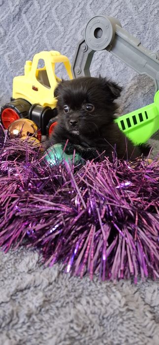 Щенки на новый год