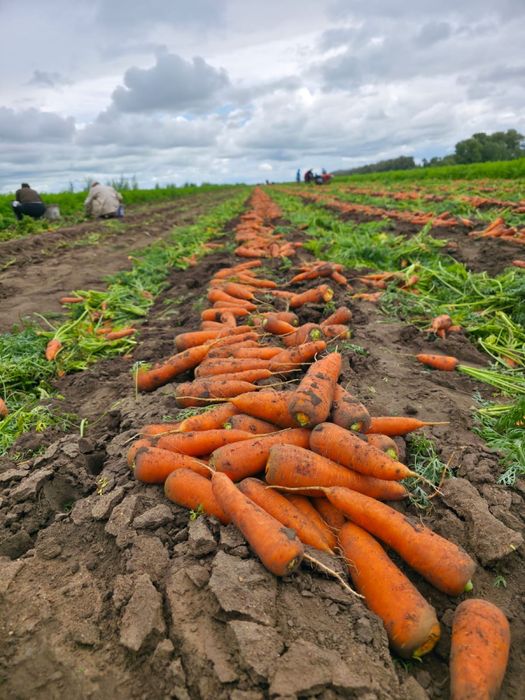 Продажа картофеля сорта Гала и Коломбо