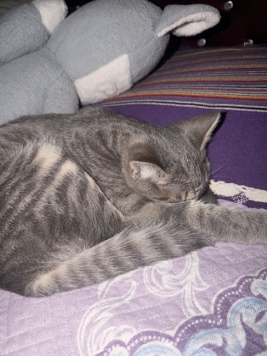 Отдам кошку бесплатно