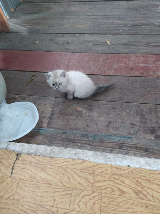 Отдам котят в добрые руки