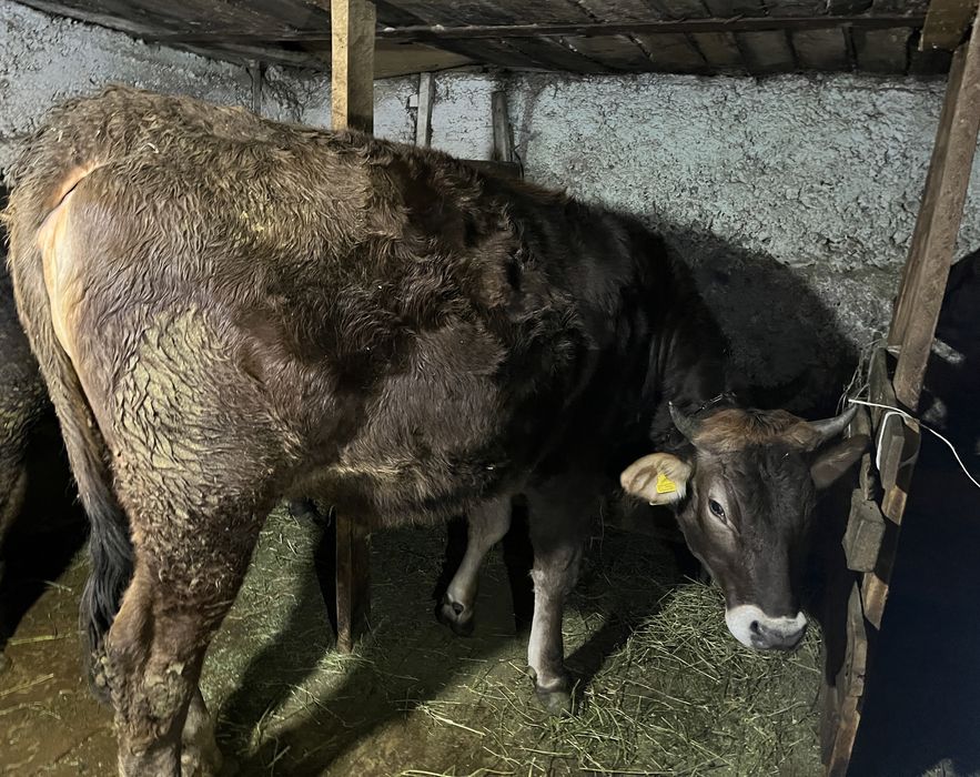 Продам тёлочку .