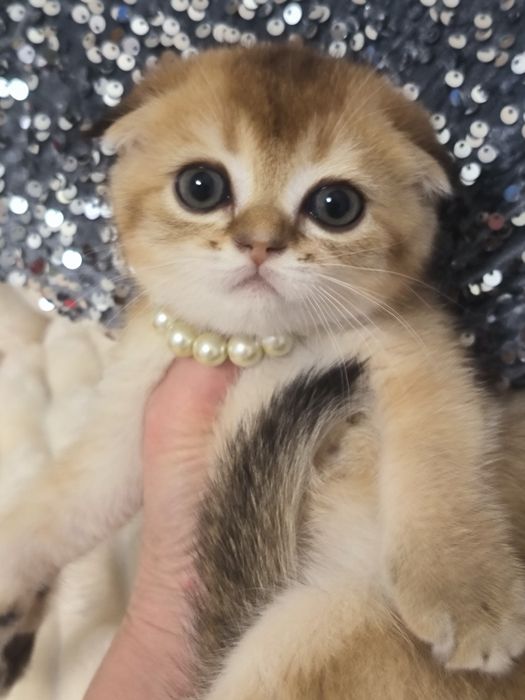 Котята от правильной вязки