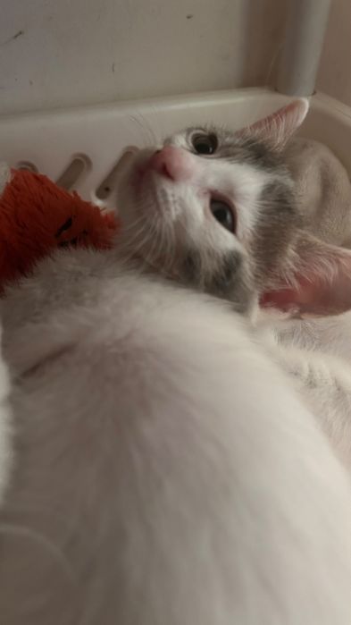 Pui de pisica spre adoptie