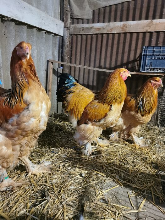 Vând cocoși brahma columbia   hi și potarnichiu