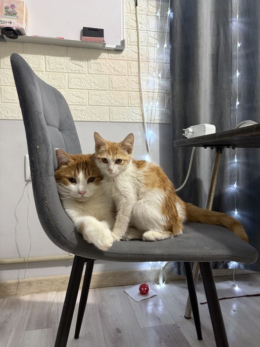 Котенок 2,5 месяца
