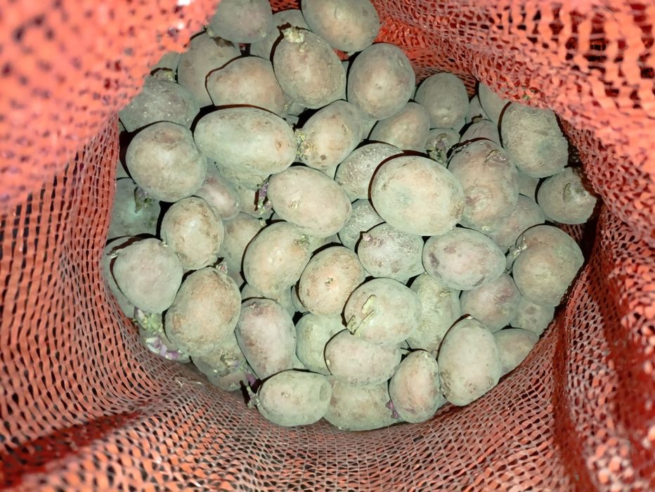 Картофель семяной