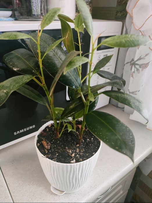 Продам фикус эластика