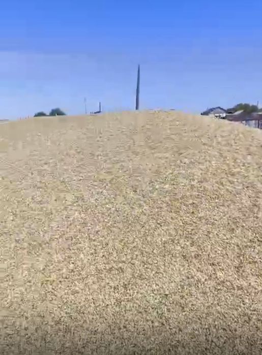 Ячмень Пшеница арпа бидай