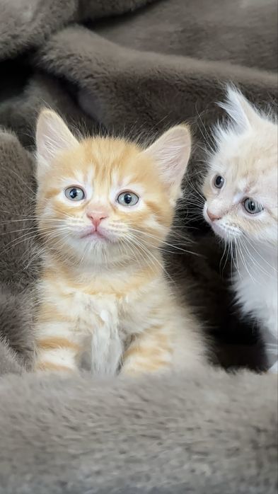 Котята шотландские