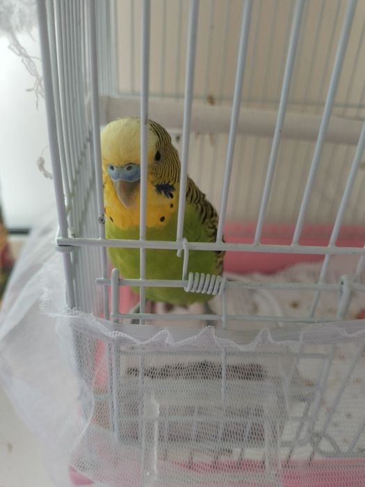 Срочно продам папугай