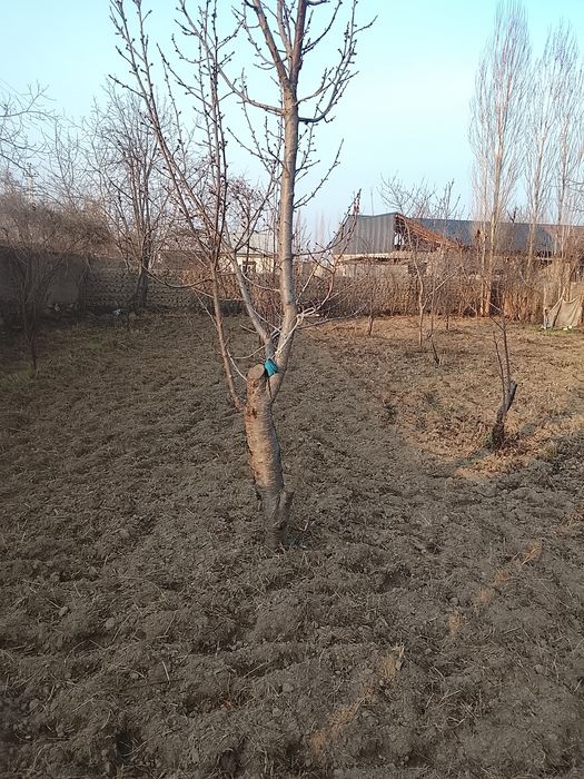 Maktab.bohicha.doʻkonlar.bor