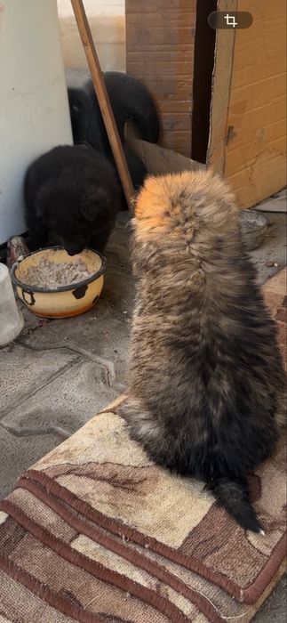 Щенки звоночки в добрые руки