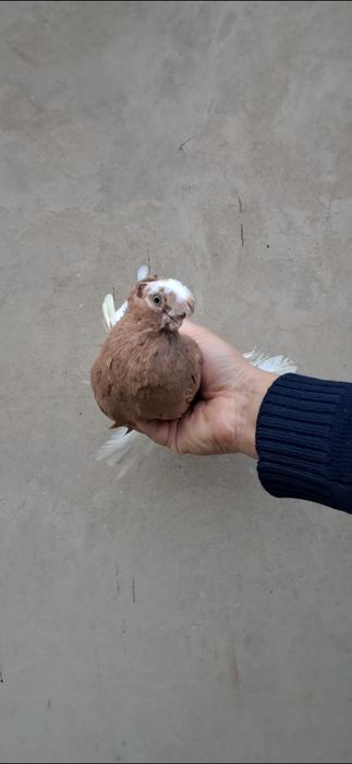 Продам нават самец.