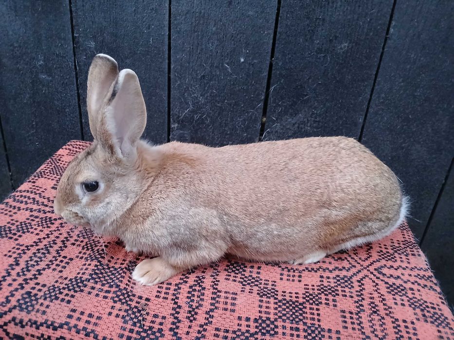 Femele hycole francez!