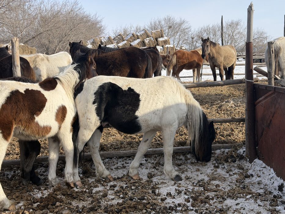 Продам айгыр 5 жасар