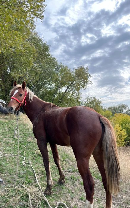 Айғыр сатылады 6 жасар