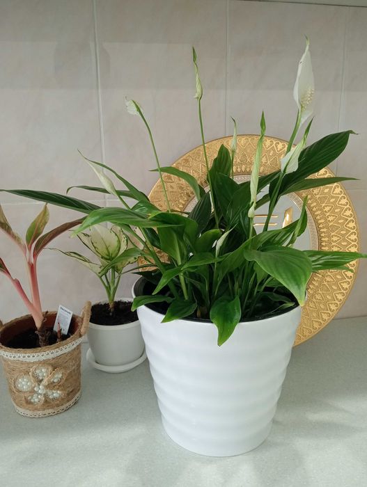 Уютные и Красивые Цветы в Ваш Дом