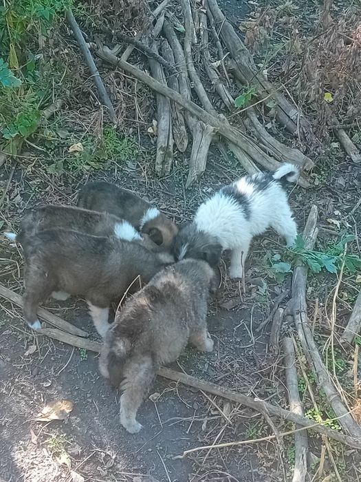 Cățeluși spre adopție