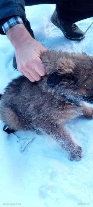 Щенки мощные отдам