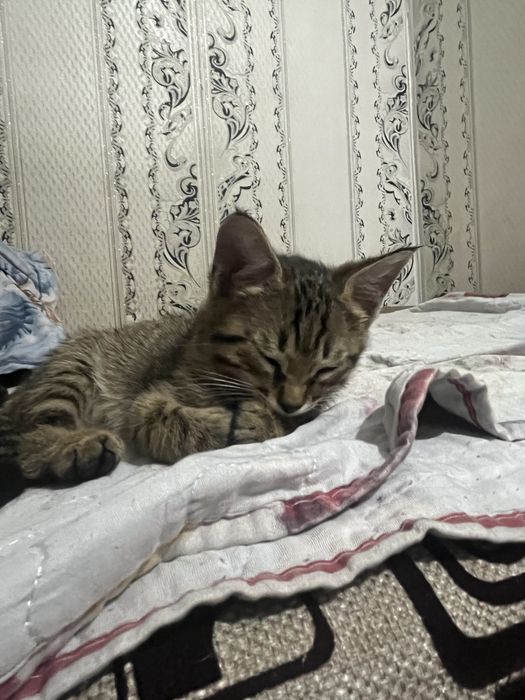 Котята 2 месеца