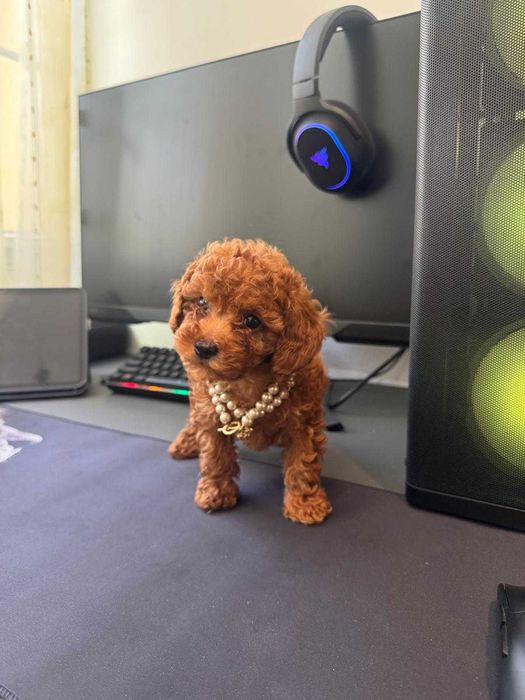 Fetita Poodle, Pudel, Canis, Barboni, Caniche Toy red 2 luni, ideala pentru familie