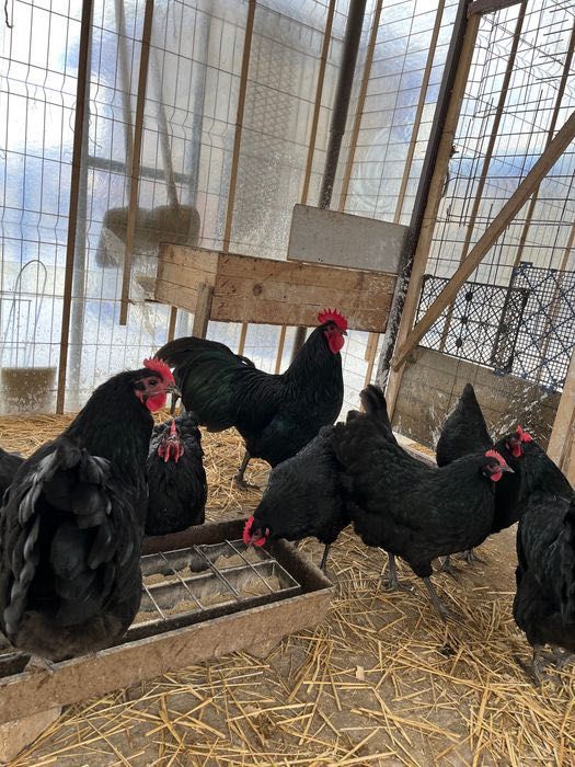 Ouă incubat australorp negru