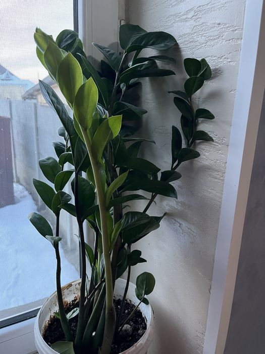 Цветы комнатный доллар