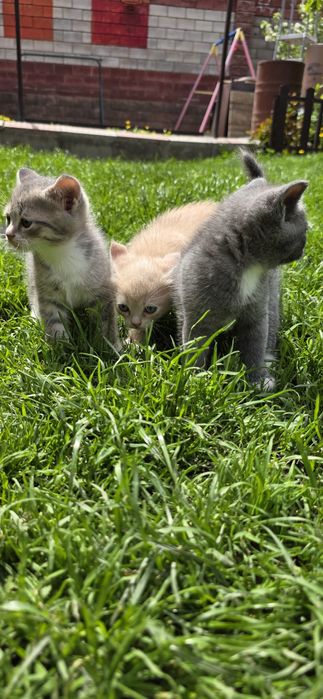 Продам котят,недорого!