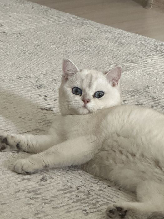 Mushuk (кошка) британская шиншилла